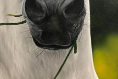 pintura-cavalo-branco-por-elton-brunetti-6