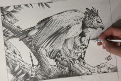 desenho-harpia-para-pintura-por-Elton-Brunetti