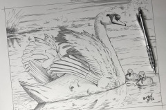 desenho-de-cisnes-para-pintura-em-tela-Elton-Brunetti