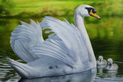 pintura-em-tela-de-cisnes-Elton-Brunetti-04