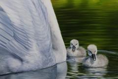 pintura-em-tela-de-cisnes-Elton-Brunetti-05