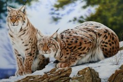 Pintura-de-linces-Elton-Brunetti-01