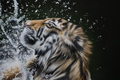 Tela-Tigres-na-agua-80x100-por-Elton-Brunetti-06