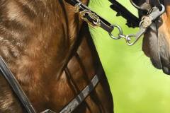 pintura-de-cavalo-por-elton-btunetti-8