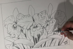 desenho-de-flor-orquidea-para-pintura-elton-brunetti
