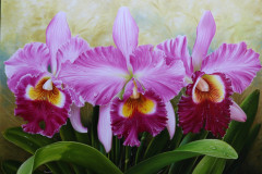 pintura-de-flor-orquidea-para-pintura-elton-brunetti-05