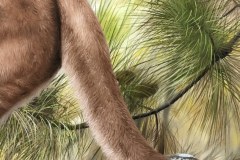 pintura-Puma-oleo-sobre-tela-70x100cm-por-Elton-Brunetti-04