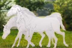 Pintura-de-cavalos-arabes-por-Elton-Brunetti-02