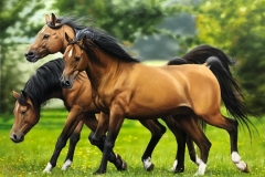 Pintura-de-cavalos-arabes-por-Elton-Brunetti