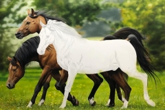 Pintura-de-cavalos-arabes-por-Elton-Brunetti-09