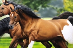 Pintura-de-cavalos-arabes-por-Elton-Brunetti-10
