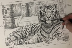 Desenho-Tigre-SIberiano-por-Elton-Brunetti