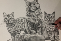 1_desnho-para-quadro-gatos-60x80-cm-Elton-Brunetti