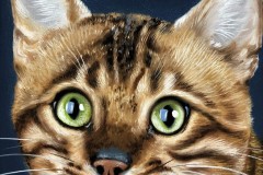 quadro-gatos-60x80-cm-Elton-Brunetti-Detalhes-1