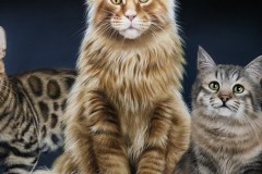 quadro-gatos-60x80-cm-Elton-Brunetti-Detalhes-5