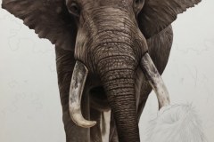 pintura-de-leao-com-elefante-por-Elton-Brunetti-02