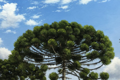 pintura-de-Araucarias-oleo-sobre-tela-60-x-80cm-04