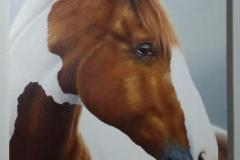 cavalo-trabalho-aluno-do-curso