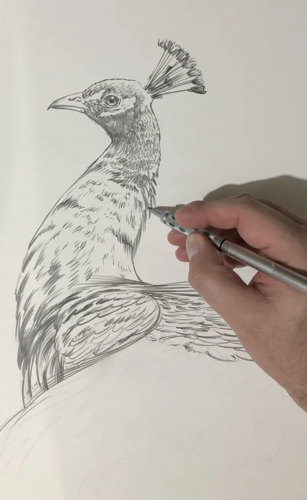 Quadro Pavão | Pintura a óleo - Image 2