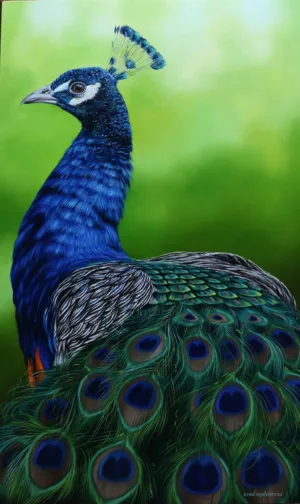 Pintura de pavão