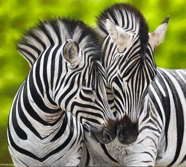 quadro pintura de Zebras óleo sobre tela 70 x 90 cm - Elton Brunetti