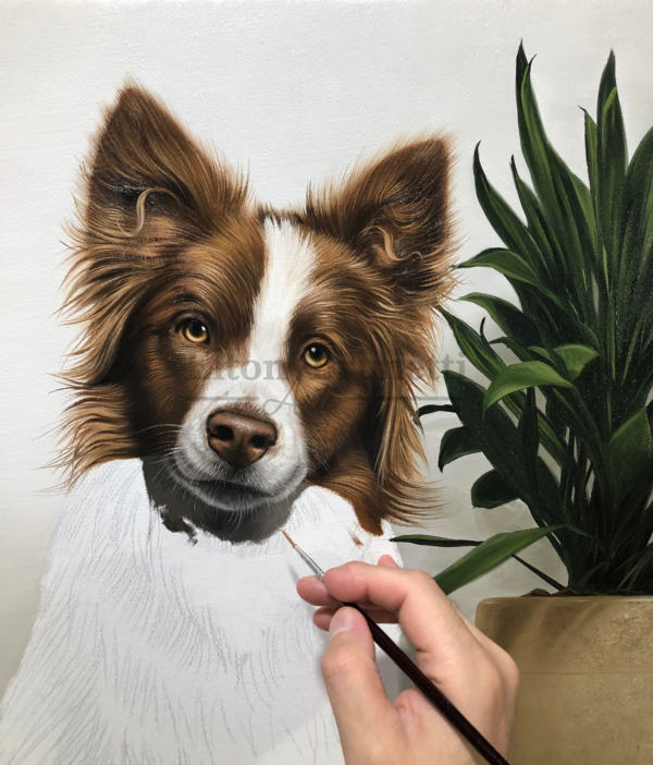 Border collie, óleo sobre tela 50 x 70 cm - Imagem 3
