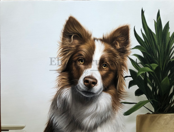 Border collie, óleo sobre tela 50 x 70 cm - Imagem 4