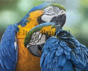 Pintura Araras Canindé 80x100