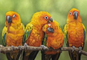 pintura Jandaia-sol, óleo sobre tela de linho sintético 70 x 100 cm - Elton Brunetti